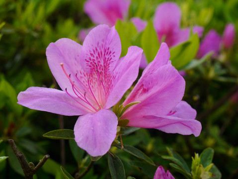 杜鹃花