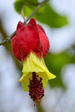 悬风铃花 蔓性风铃花