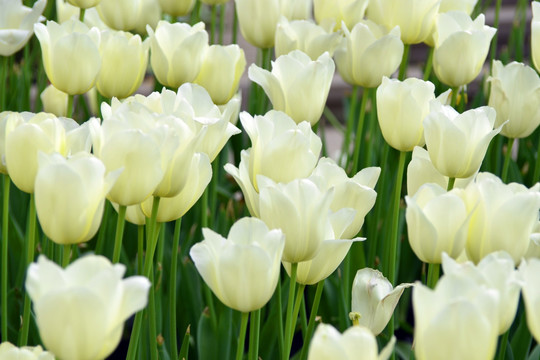 白色郁金香 郁金香花丛