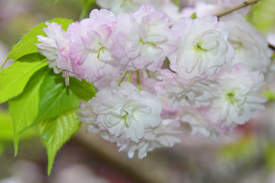 粉色樱花 鲜花盛开