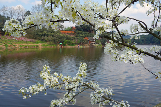 湖畔梨花