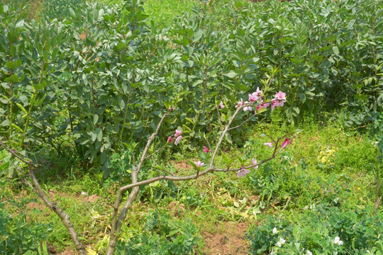 农家菜地 蚕豆种植