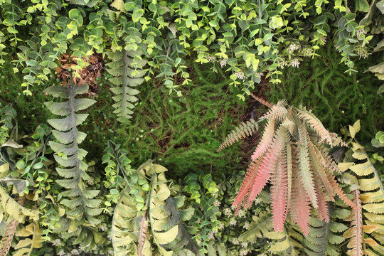 綠色植物墻 植物墻 花卉墻