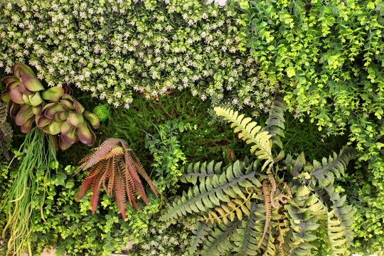 绿色植物墙 植物墙