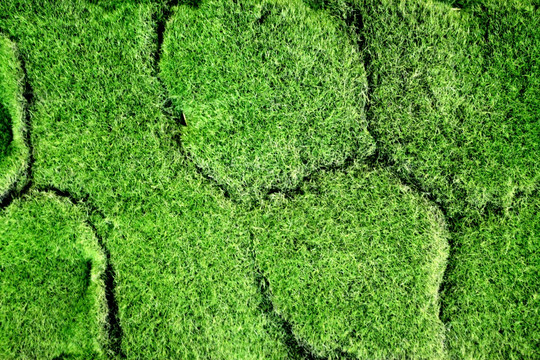 苔藓 极地植物 绿色