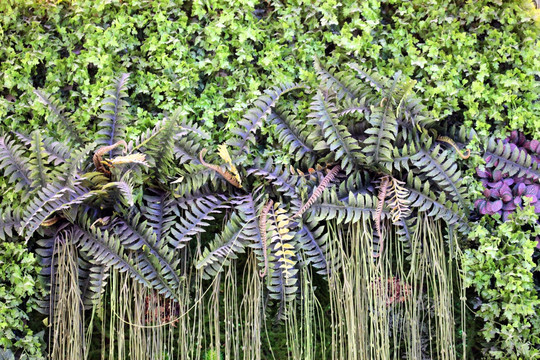 綠色植物墻