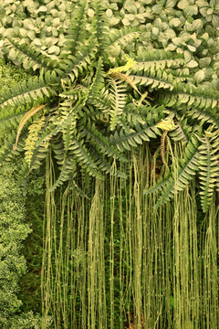 绿色植物墙 植物墙