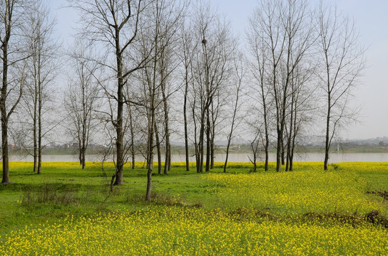 油菜花 树林