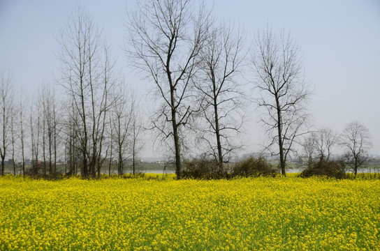 油菜花