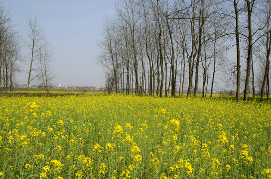 油菜花