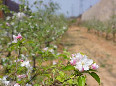 苹果花 苹果园