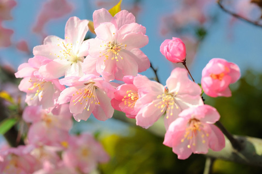 海棠花高清照片