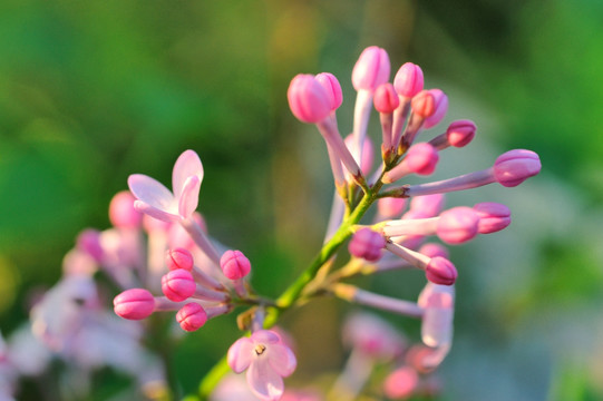 丁香花高清图片