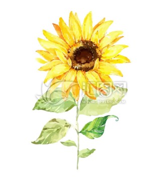 sunflower向日葵