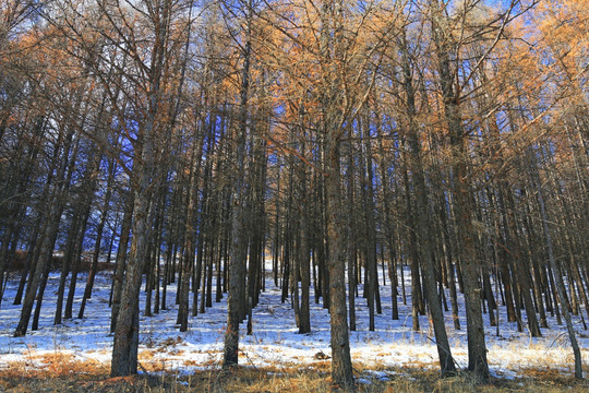 雪原松林