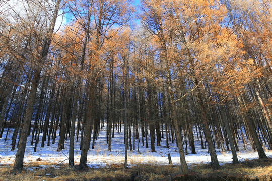 雪原松林