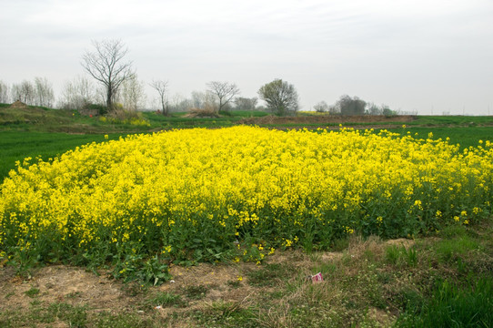 乡村景色田园田野油菜花田