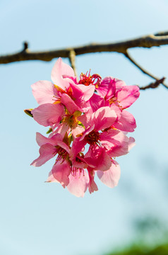 櫻花