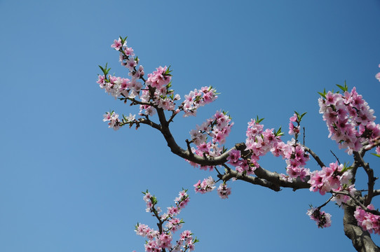 桃花盛开