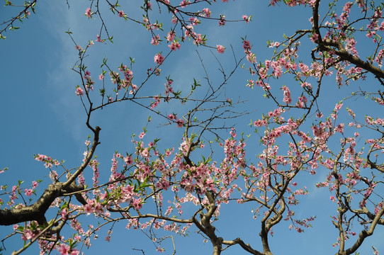 桃园里盛开的桃花