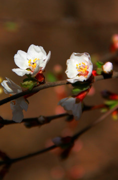 鲜花