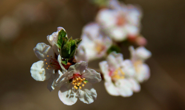 鲜花