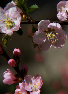 鲜花