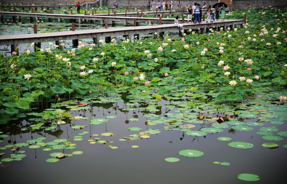 湖中赏荷