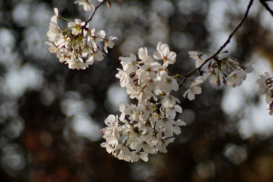 樱花