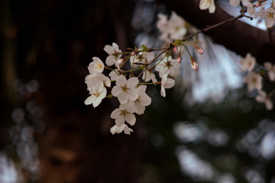 樱花