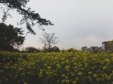 暗油菜花 