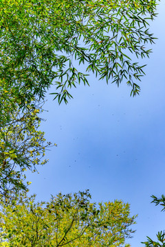 天空竹子