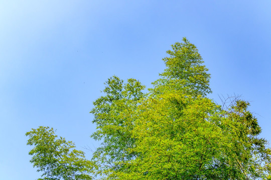 竹子 天空竹子 竹叶天空 蓝天