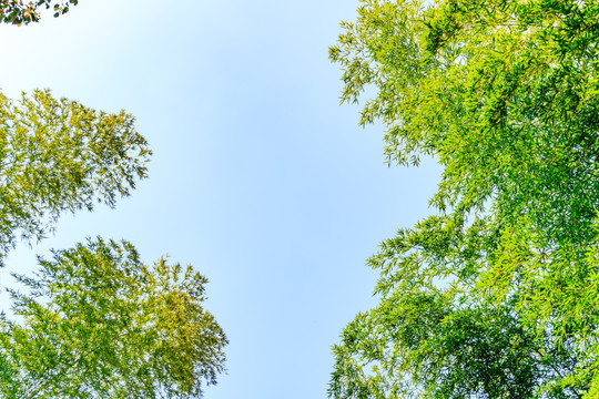 竹叶天空