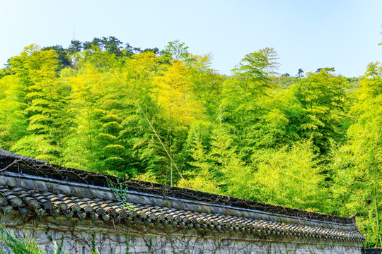 围墙内竹林