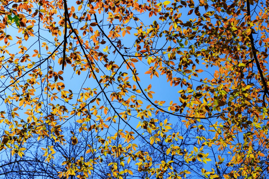 树叶背景 叶子光影