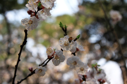 桃花