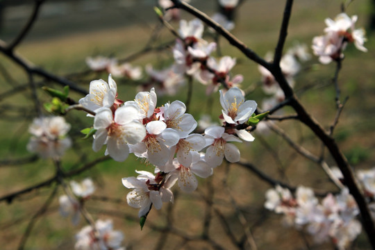 桃花