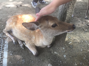 奈良的鹿