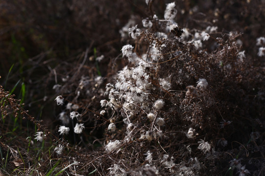 野草