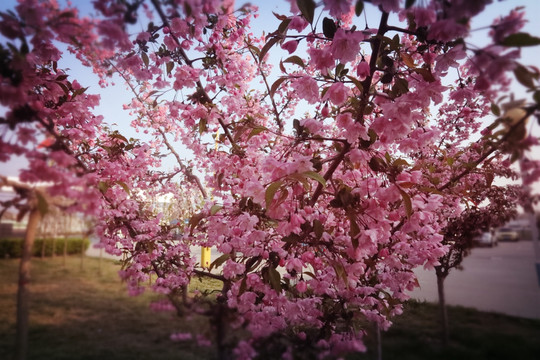 海棠花