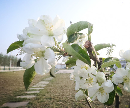 海棠花