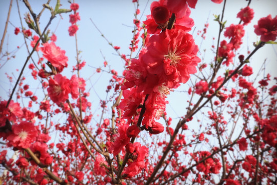 三生三世十里桃花