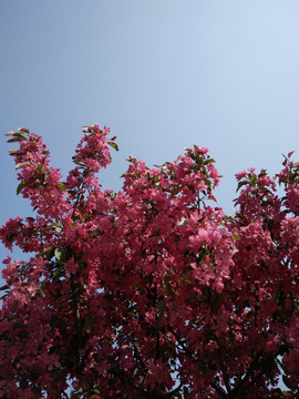 桃花 碧桃花