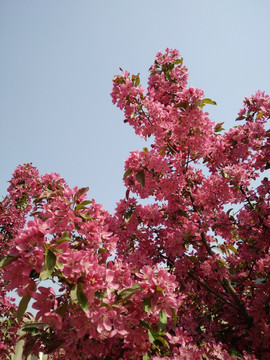 桃花 碧桃花