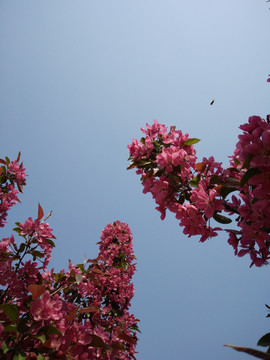 桃花 碧桃花