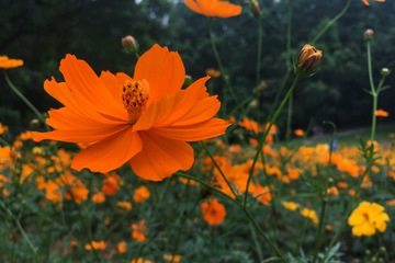 格桑花波斯菊花植物花朵花卉