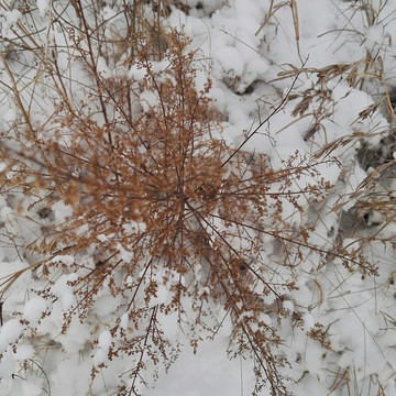 雪景