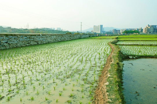 水稻田