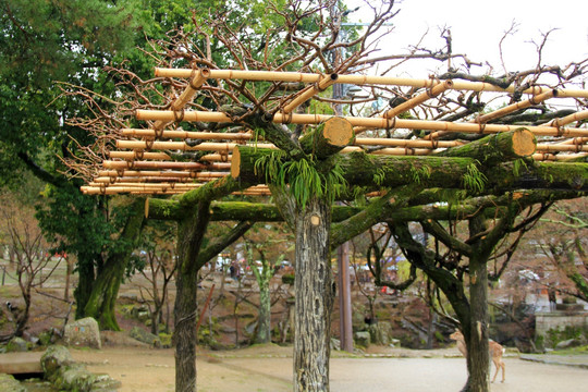 奈良公园 藤架